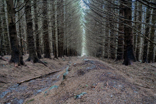 footpath in the forest