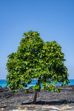 Morinda citrifolia is a fruit-bearing tree in the coffee family Rubiaceae.  great morinda, Indian mulberry, noni. Hokulia Shoreline Park, The Big Island (Hawaiʻi Island).  Tholeiitic basalt Lava flows