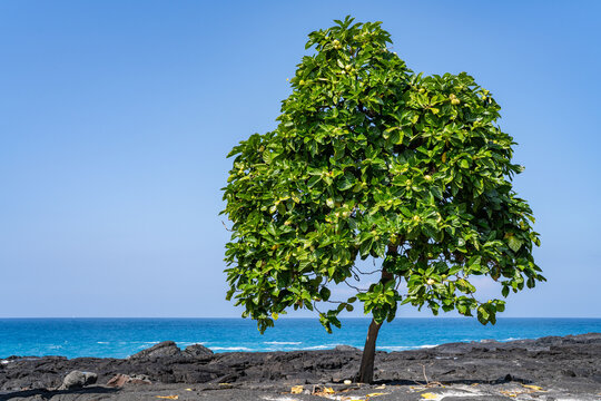 Morinda citrifolia is a fruit-bearing tree in the coffee family Rubiaceae.  great morinda, Indian mulberry, noni. Hokulia Shoreline Park, The Big Island (Hawaiʻi Island).  Tholeiitic basalt Lava flows