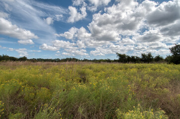 Fototapeta premium field of grass