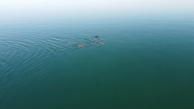 Dolphins surfacing aerial fly over 