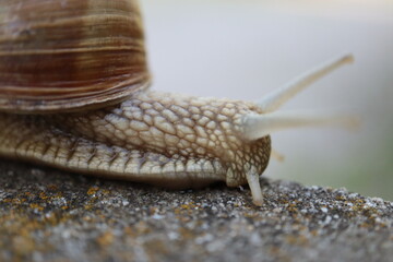 Macro close-up of a snail showing detailed shell, body texture, and tentacles. Wildlife nature scene representing slow movement, patience, and natural rhythm. Suitable for biology, ecology, and calm © YULIIA