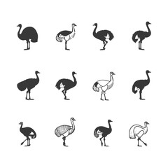 Fototapeta premium A Set of Twelve Ostrich Silhouettes in Different Poses