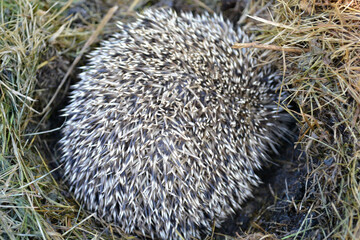 hedgehog sleeps in a ball in the garden