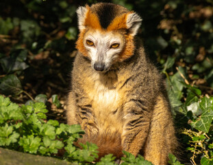 Fototapeta premium Lémur couronné