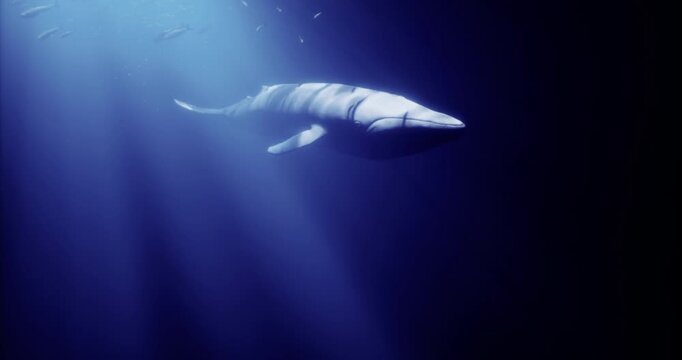 A blue whale glides gracefully through dark ocean water, illuminated by faint light. Smaller fish swim nearby, creating a captivating underwater harmony in this natural habitat.