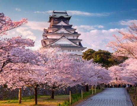 cherry blossoms lining hirosaki park japan historical castle backdrop vibrant pink blooms
