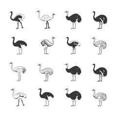 Fototapeta premium Collection of Detailed Ostrich Silhouettes in Various Poses