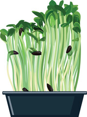 Fresh sunflower microgreens in a gray tray on a white background, isolated on white background.