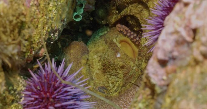 Resting octopus in den closeup.