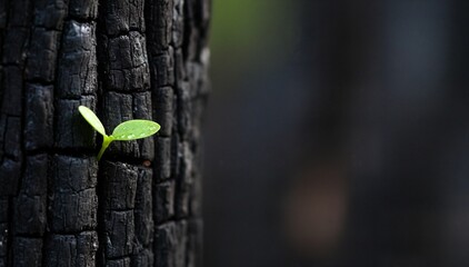Green sprout growing from charred tree trunk in a forest 