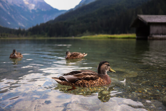 Female Mallard Duck on Jagersee Lake in Austria. Anas Platyrhynchos on Water in European Country Outdoors.