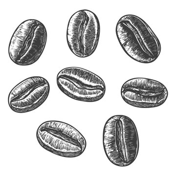 Hand-drawn Illustration of Coffee Beans in Black and White