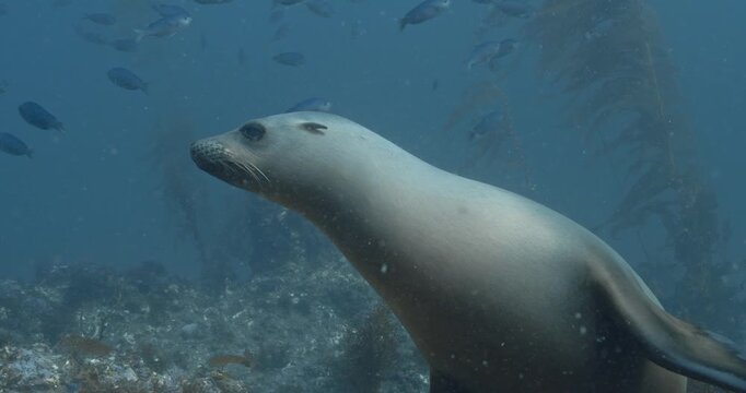 Sea lion watches school of blacksmith fish.