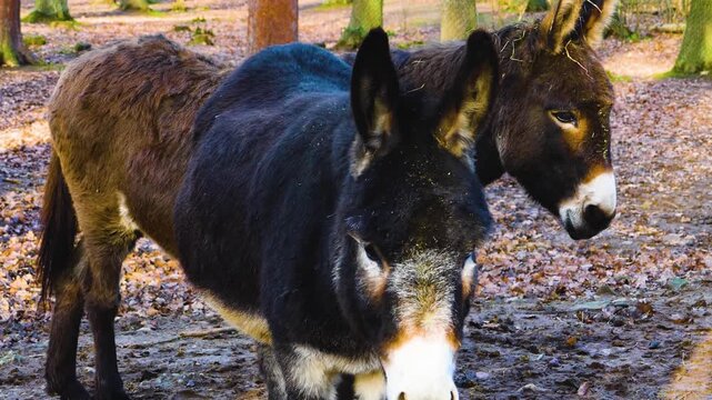 Close up of a few donkeys moving around the woods on a sunny autumn day standing around with rack focus