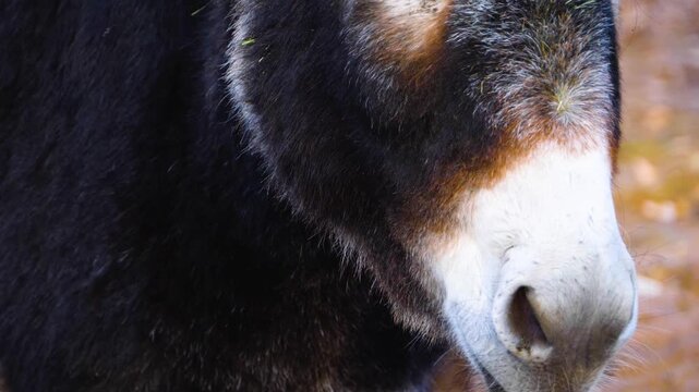 Close up of a few donkeys moving around the woods on a sunny autumn day standing around