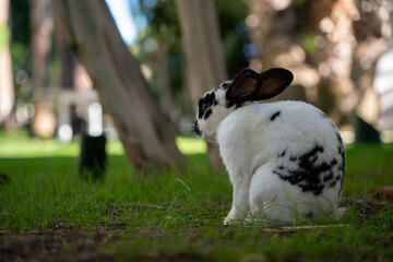 Domestic rabbit with black spots sitting in the grass with soft blurred background