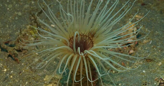 Tube anemone feeding in surge closeup.