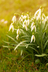 Fototapeta premium Spring flowers and sunny day in the garten.