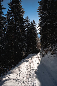Winter in the woods