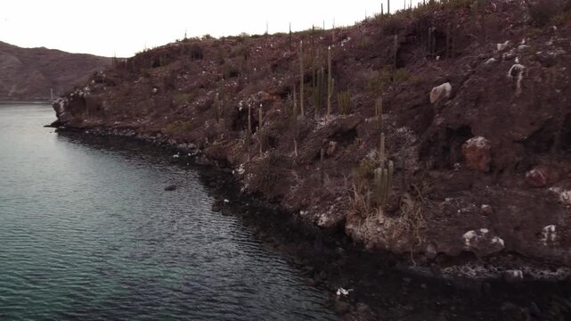 Cactus and birds on desolate island 