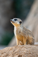 Curious meerkat standing on a sandy mound and gazing upwards in a natural habitat