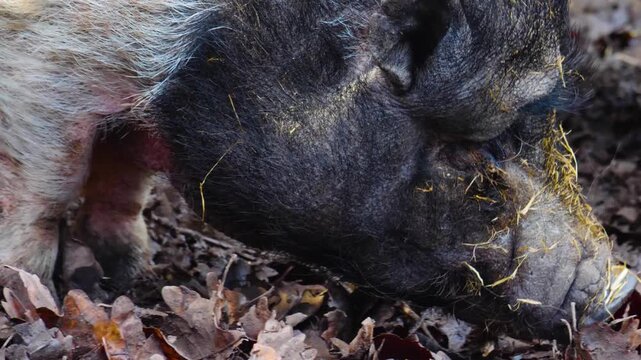 close up Pot-Bellied Pigs moving around a back yard ona sunny autumn day in the south of Germany