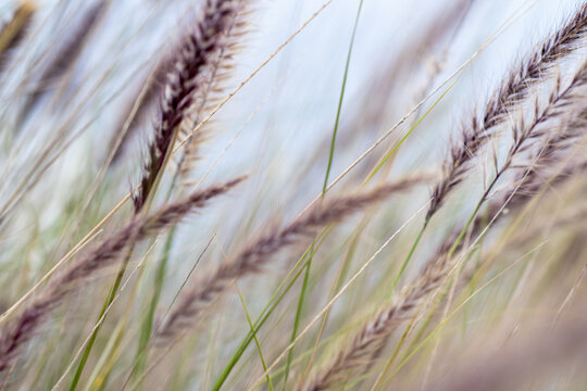 Beautiful purple fountain grass blowing in the wind with blurry background