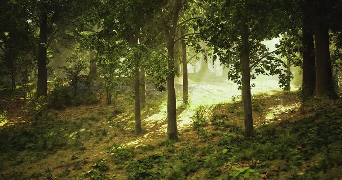 Sunlight streams through the branches of tall trees, illuminating the forest floor covered in green foliage and patches of sunlight in a peaceful morning atmosphere.