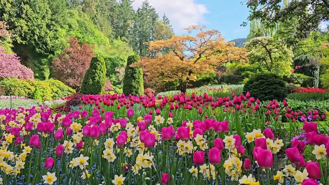 Colorful spring flowers of the beautiful Butchart Gardens, Victoria, Canada during spring. Slow panning motion.