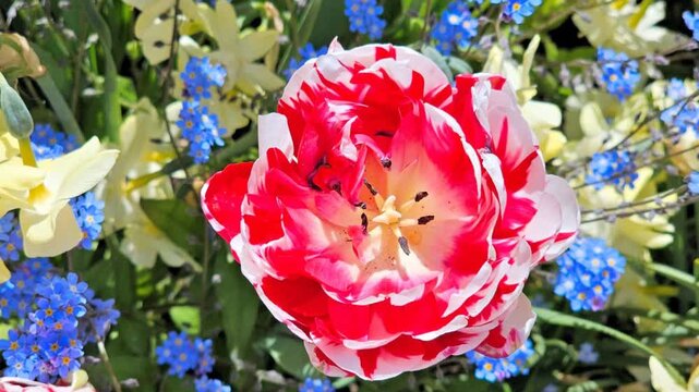 Beautiful red and white double tulip flower with blue and white spring blooms in background. Slow rotating zoom motion.