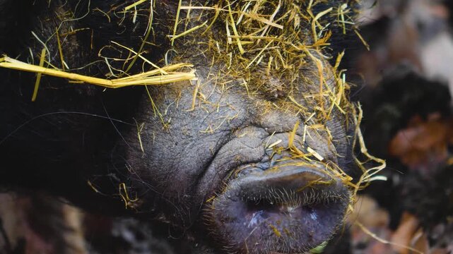 close up Pot-Bellied Pigs moving around a back yard ona sunny autumn day in the south of Germany