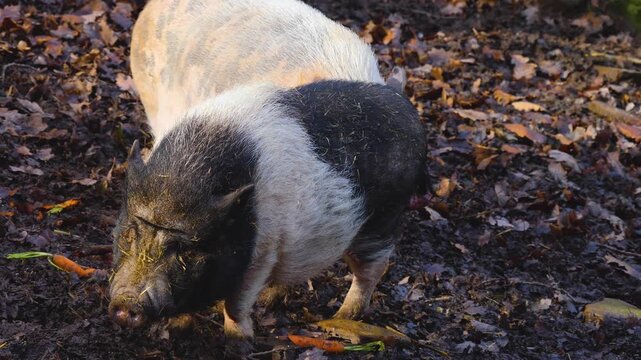 close up Pot-Bellied Pigs moving around a back yard ona sunny autumn day in the south of Germany