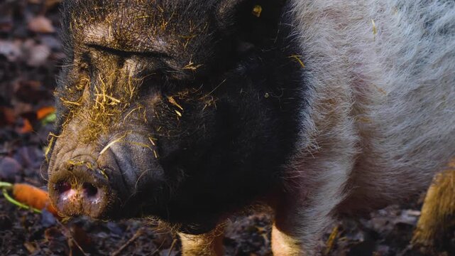 close up Pot-Bellied Pigs moving around a back yard ona sunny autumn day in the south of Germany