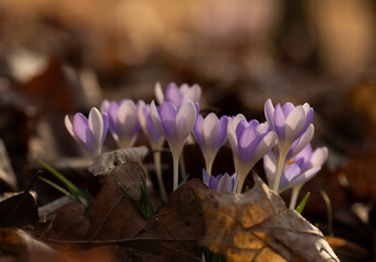 Krokusy ogrodowe (Crocus vernus) wyłaniające się z ziemi wczesną wiosną © mycatherina