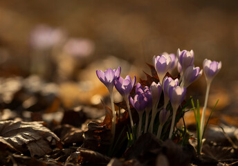 Krokusy ogrodowe (Crocus vernus) wyłaniające się z ziemi wczesną wiosną © mycatherina