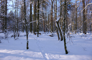 Fototapeta premium Winter forest trail with fresh snow and sunlight