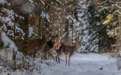 Deer group standing in snowy winter forest