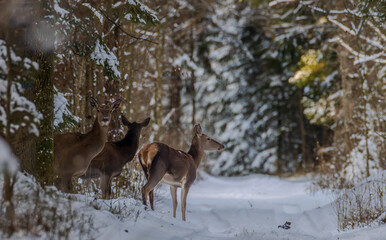 Deer family standing in snowy winter forest