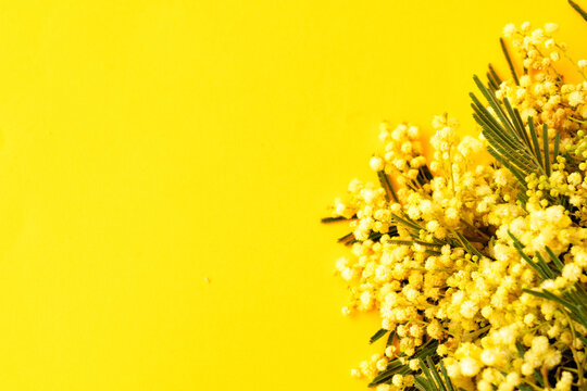 Mimosa fresh flowers on yellow background, copy space, 8 march day background, mimose is traditional flowers for international womans day 8 of march, copy space