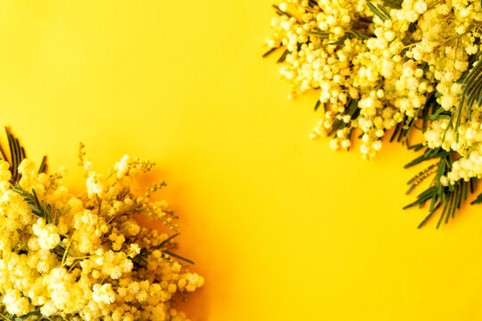 Mimosa fresh flowers on yellow background, copy space, 8 march day background, mimose is traditional flowers for international womans day 8 of march