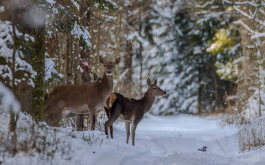 Deer watching forest in winter snow