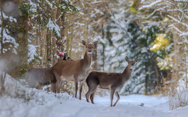 Three deer standing in snowy winter forest