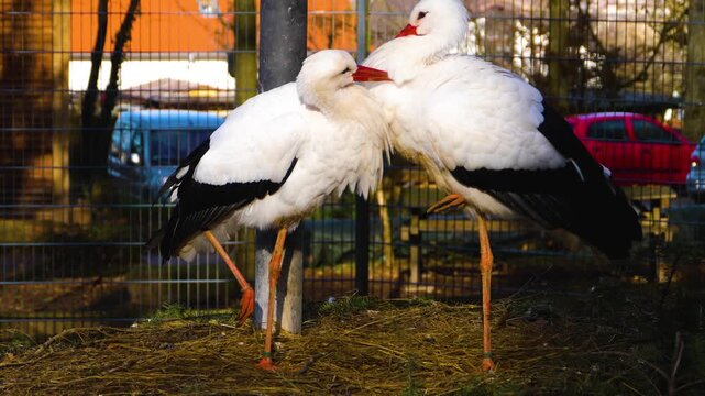 Close up storks grooming each other while standing in a nest on a sunny autumn day