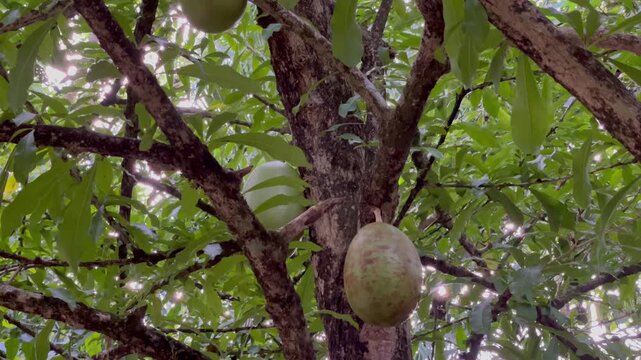 tree branches with leaves and green fruit (totumo, totuma, tapara, mate, huacal or morro) for making handicrafts. fresh green leaves. Crescentia alata, variously called Mexican calabash.