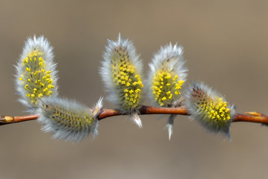Fluffy catkins of pussy willow growth on glade in spring time. Tree-like shrub branch salix caprea or rakita blooms. Nature awakes in spring and so called soft cats. Blooming twig goat willow.