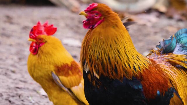 Close up of a rooster cock standing around on a sunny autumn day on a farm