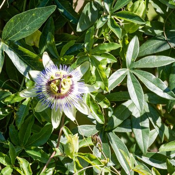 (Passiflora caerulea) Blue passionflower, ornamental woody vine plant adorned with spectacular flowers crowned with blue-violet appearance and oblong palmately dark green leaves
