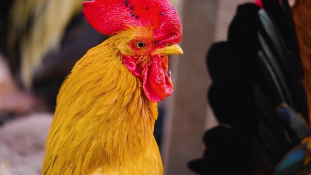 Close up of a rooster cock head standing around on a sunny autumn day on a farm