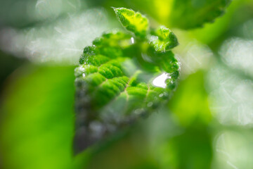 mint leaf close up macro vivid green aromatic herb nature botanical detail summer gardening concept of healthy food industry natural cosmetics aromatherapy © Lana Pietukhova